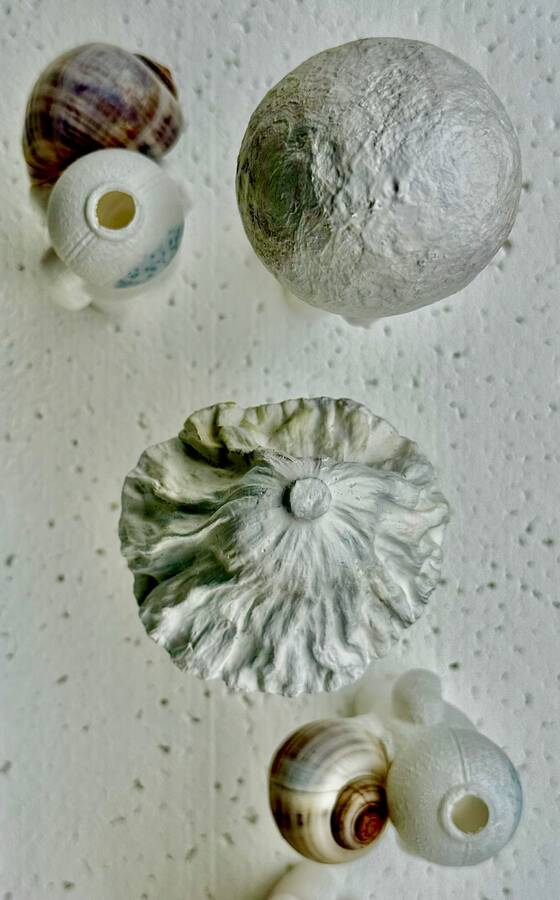 View from above of white objects: plant forms, a leaf-like shape and snail shells.